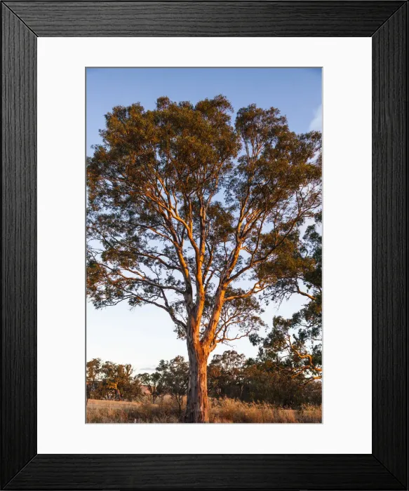 Framed Print : Australia, South Australia, Barossa Valley, Rowland Flat, gum trees at susnet Framed Print : Australia, South Australia, Barossa Valley, Rowland Flat, gum trees at susnet