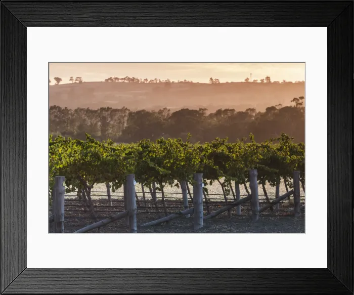 Framed Print : Australia, South Australia, Barossa Valley, Tanunda, vineyards, dawn Framed Print : Australia, South Australia, Barossa Valley, Tanunda, vineyards, dawn