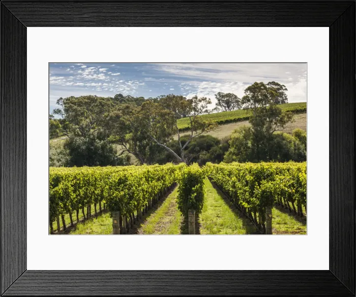 Framed Print : Australia, South Australia, Adelaide Hills, Gumeracha, vineyard