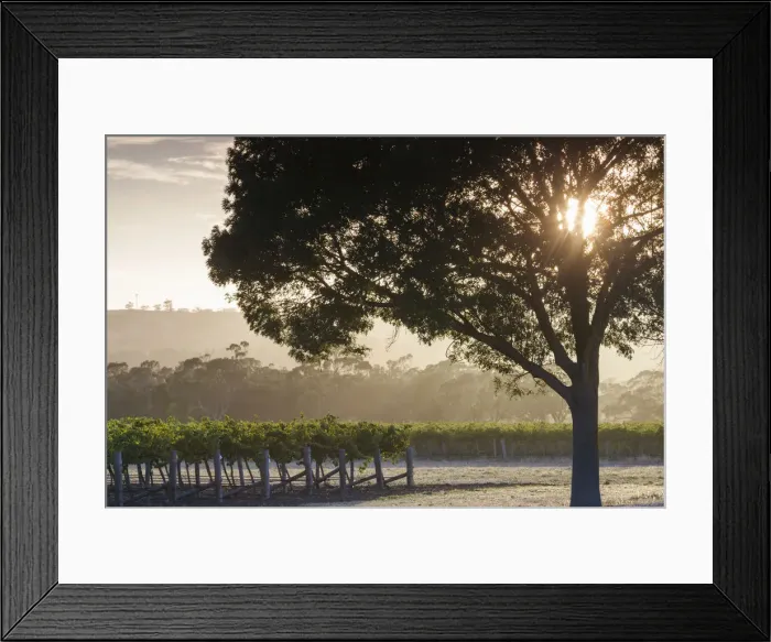 Framed Print : Australia, South Australia, Barossa Valley, Tanunda, vineyards, dawn Framed Print : Australia, South Australia, Barossa Valley, Tanunda, vineyards, dawn