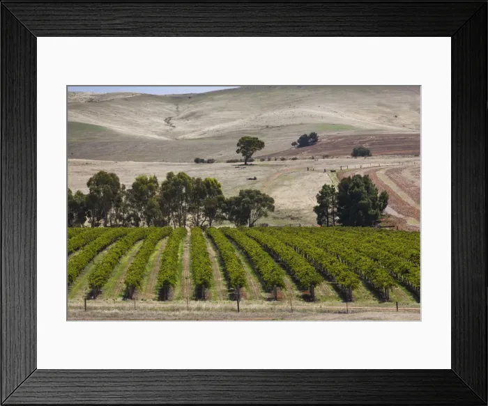 Framed Print : Australia, South Australia, Clare Valley, Auburn, vineyard Framed Print : Australia, South Australia, Clare Valley, Auburn, vineyard