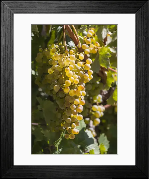 Framed Print : Australia, South Australia, Clare Valley, Sevenhill, Sevenhill Cellars, last remaining Framed Print : Australia, South Australia, Clare Valley, Sevenhill, Sevenhill Cellars, last remaining