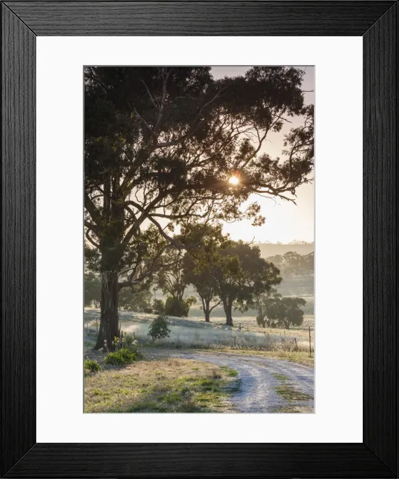 Framed Print : Australia, South Australia, Clare Valley, Clare, gum trees by Brooks Lookout, dawn Framed Print : Australia, South Australia, Clare Valley, Clare, gum trees by Brooks Lookout, dawn