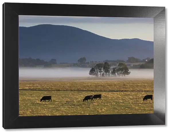 Australia, Victoria, VIC, Yarra Valley, Helaesville, field with fog, dawn
