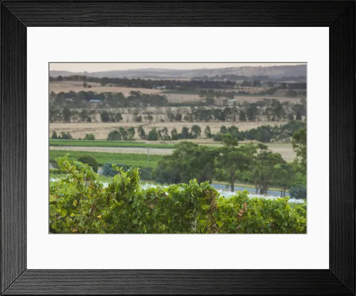 Framed Print : Australia, Victoria, VIC, Yarra Valley, vineyard