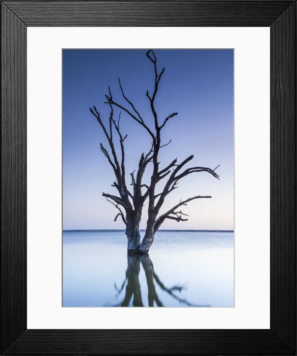 Framed Print : Australia, South Australia, Murray River Valley, Barmera, Lake Bonney, petrified trees Framed Print : Australia, South Australia, Murray River Valley, Barmera, Lake Bonney, petrified trees