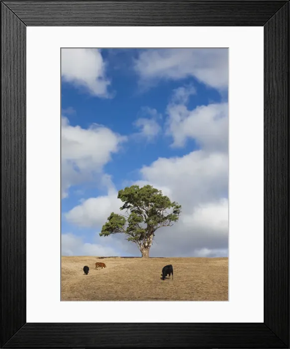 Framed Print : Australia, South Australia, Fleurieu Peninsula, Normanville, landscape with trees
