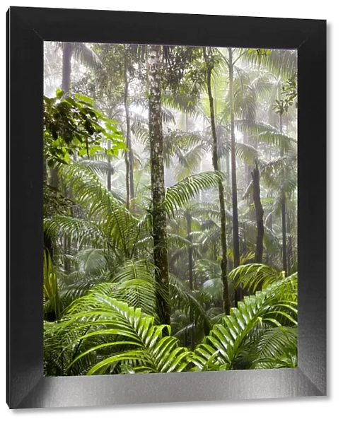 Rainforest, Eungella National Park, nr Mackay, Australia