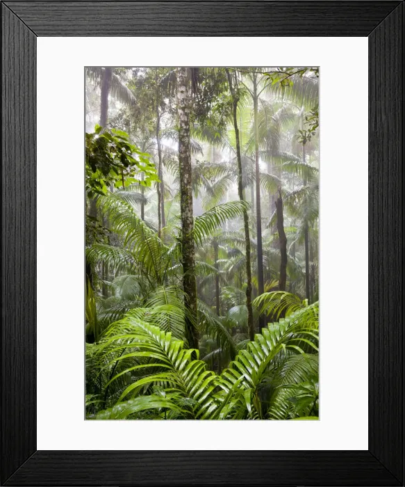 Framed Print : Rainforest, Eungella National Park, nr Mackay, Australia Framed Print : Rainforest, Eungella National Park, nr Mackay, Australia