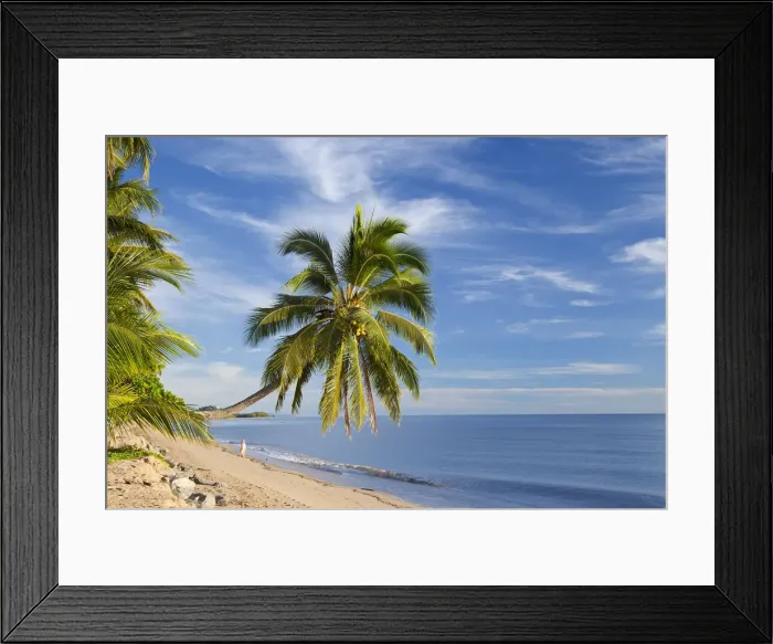 Framed Print : Hanging palm tree, Holloways Beach, nr Cairns, Queensland, Australia Framed Print : Hanging palm tree, Holloways Beach, nr Cairns, Queensland, Australia