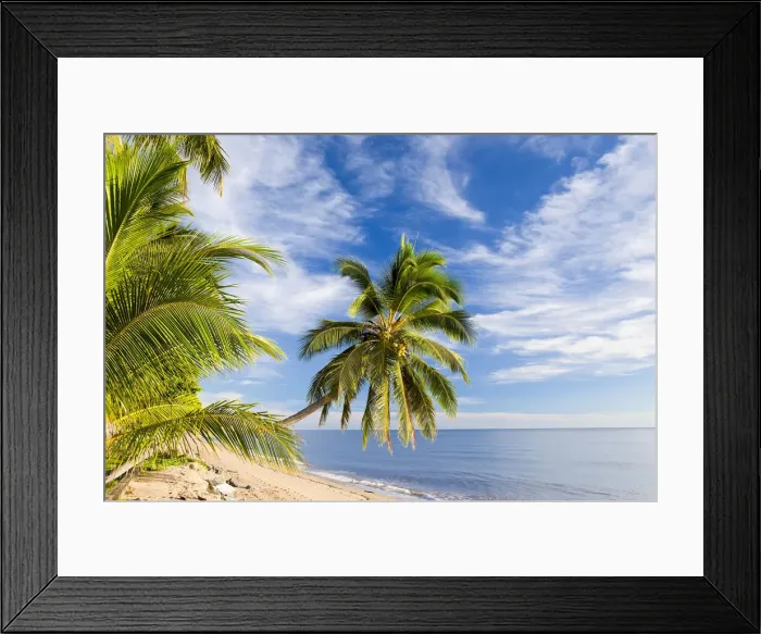 Framed Print : Hanging palm tree, Holloways Beach, nr Cairns, Queensland, Australia Framed Print : Hanging palm tree, Holloways Beach, nr Cairns, Queensland, Australia