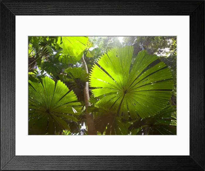 Framed Print : Fan Palm in the Daintree Rainforest, North Queensland, Australia Framed Print : Fan Palm in the Daintree Rainforest, North Queensland, Australia