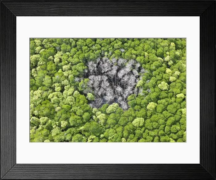 Framed Print : Aerial view of rain forest with trees hit by lightning strike, Daintree Forest, Daintree Framed Print : Aerial view of rain forest with trees hit by lightning strike, Daintree Forest, Daintree