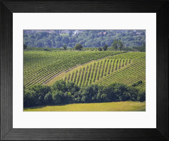 Framed Print : Austria, Vienna, Vineyards on outskirts of Vienna