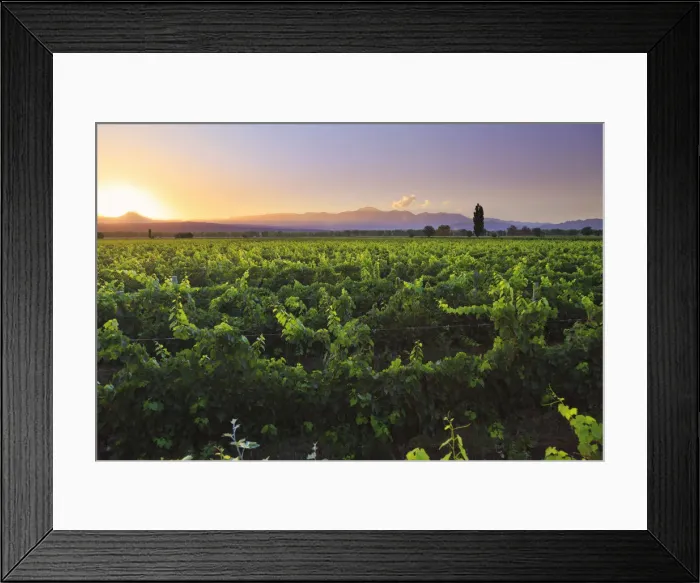 Framed Print : Argentina, Mendoza, Lujan de Cuyo, Malbec Grape Wineries Framed Print : Argentina, Mendoza, Lujan de Cuyo, Malbec Grape Wineries