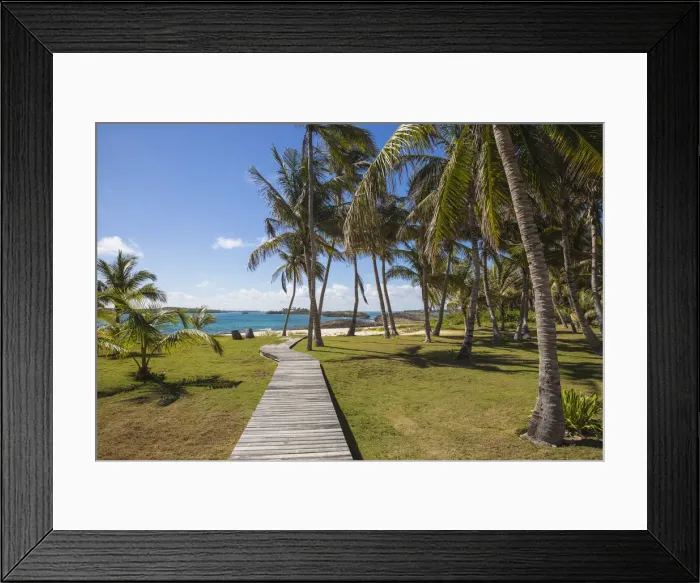 Framed Print : Bahamas, Abaco Islands, Elbow Cay, Coconut grove near Tihiti beach Framed Print : Bahamas, Abaco Islands, Elbow Cay, Coconut grove near Tihiti beach