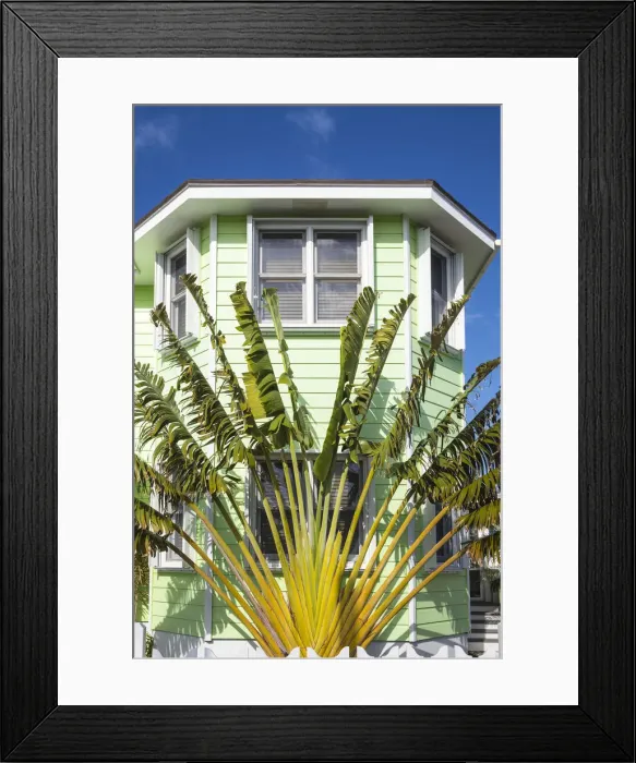 Framed Print : Bahamas, Abaco Islands, Green Turtle Cay, New Plymouth, Palm in garden of house Framed Print : Bahamas, Abaco Islands, Green Turtle Cay, New Plymouth, Palm in garden of house