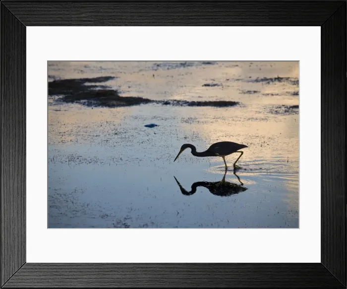 Framed Print : Belize, Caye Caulker, Silouetted bird reflected in sea at sunrise Framed Print : Belize, Caye Caulker, Silouetted bird reflected in sea at sunrise