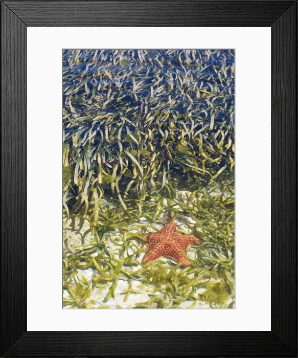 Framed Print : Belize, Ranguana Caye, Boy holding shell Framed Print : Belize, Ranguana Caye, Boy holding shell