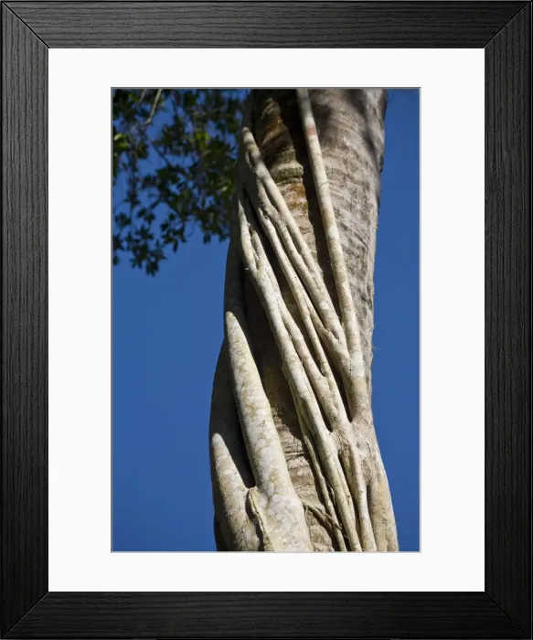 Framed Print : Belize, Lamanai, Stangler Fig Framed Print : Belize, Lamanai, Stangler Fig