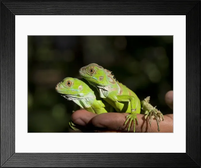 Framed Print : Belize, San Iguacio, Green Iguana babies Framed Print : Belize, San Iguacio, Green Iguana babies