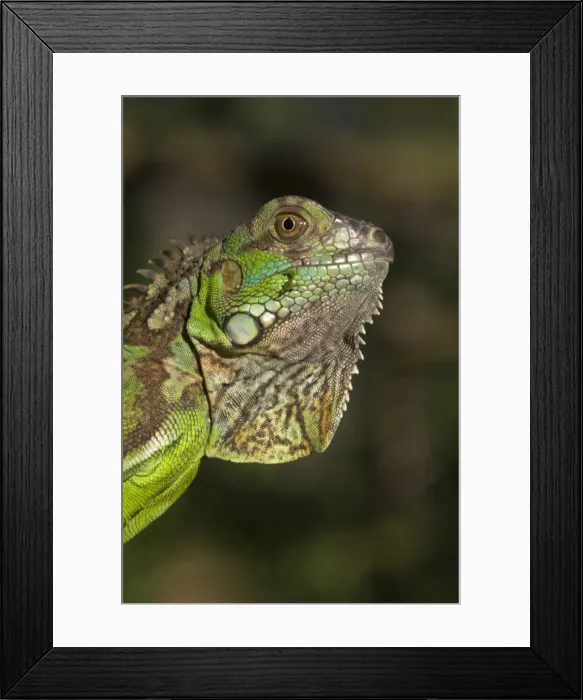 Framed Print : Belize, San Iguacio, Green Iguana Framed Print : Belize, San Iguacio, Green Iguana