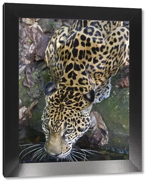 Belize, Jaguar