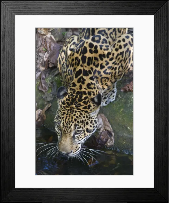 Framed Print : Belize, Jaguar