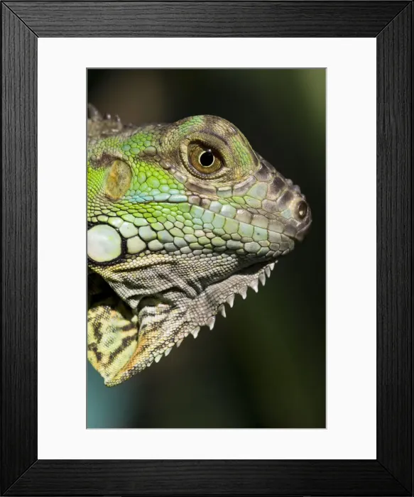 Framed Print : Belize, San Iguacio, Green Iguana Framed Print : Belize, San Iguacio, Green Iguana