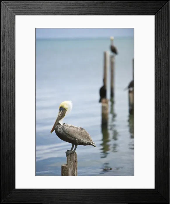 Framed Print : Brown pelican, Caye Caulker, Belize Framed Print : Brown pelican, Caye Caulker, Belize