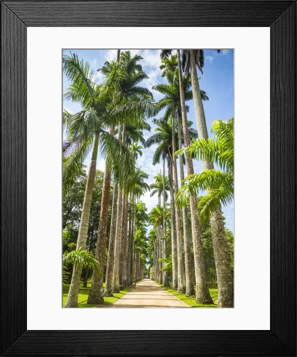 Framed Print : Jardim Botanico do Rio de Janeiro, Rio de Janeiro, Brazil Framed Print : Jardim Botanico do Rio de Janeiro, Rio de Janeiro, Brazil