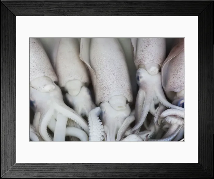 Framed Print : Vietnam, Ho Chi Minh City, Ben Thanh Market, Seafood Stall, Squid Framed Print : Vietnam, Ho Chi Minh City, Ben Thanh Market, Seafood Stall, Squid