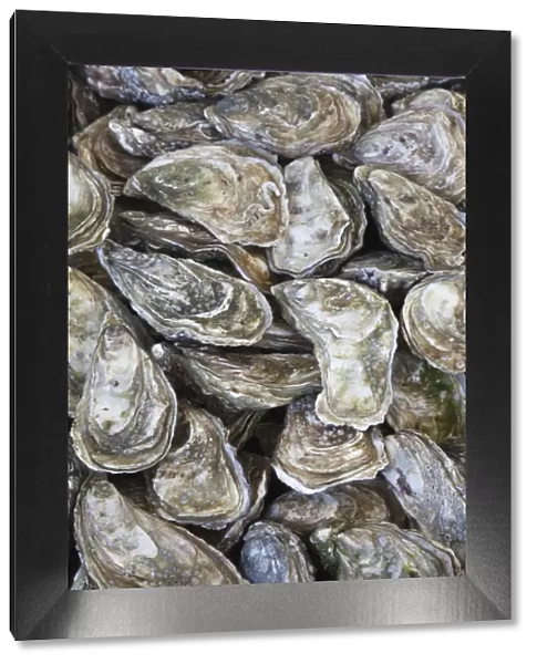 France, Normandy, Honfleur, Oysters