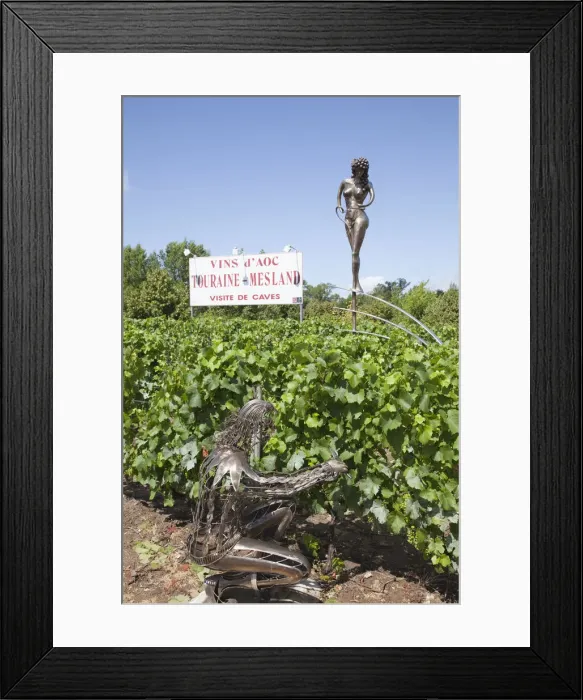 Framed Print : France, Loire Valley, Vineyards near Chaumont Framed Print : France, Loire Valley, Vineyards near Chaumont