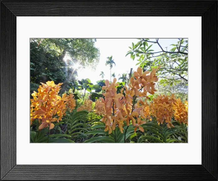 Framed Print : Singapore, Botanic Gardens, Orchid Gardens Framed Print : Singapore, Botanic Gardens, Orchid Gardens