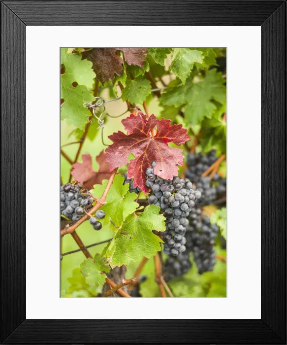 Framed Print : Canada, Ontario, Niagara Escarpment Wine Country, St. Catherines, vineyard, autumn Framed Print : Canada, Ontario, Niagara Escarpment Wine Country, St. Catherines, vineyard, autumn