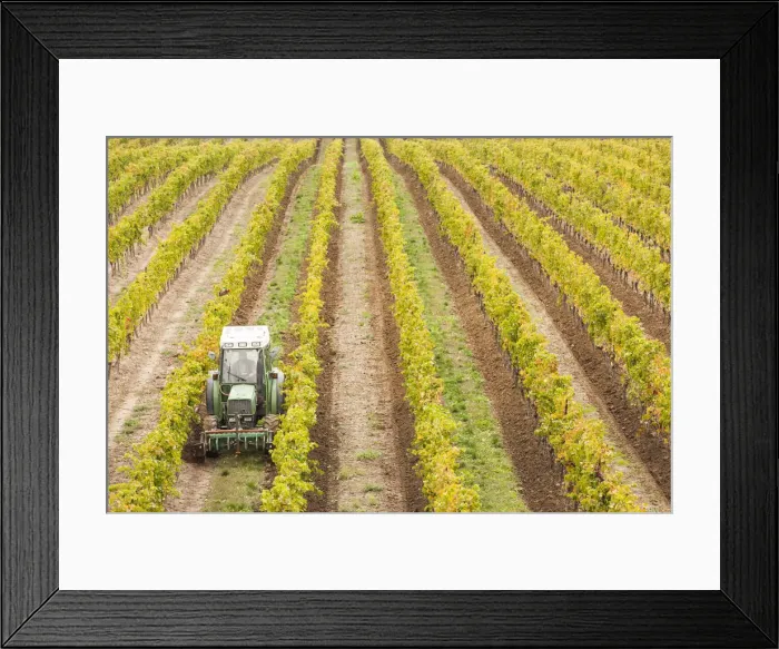 Framed Print : Canada, Ontario, Niagara Escarpment Wine Country, St. Catherines, vineyard tractor Framed Print : Canada, Ontario, Niagara Escarpment Wine Country, St. Catherines, vineyard tractor