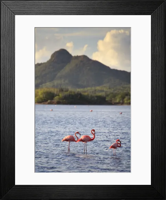 Framed Print : Caribbean, Netherland Antilles, Bonaire, Washington Slagbaai National Park, Flamingoes Framed Print : Caribbean, Netherland Antilles, Bonaire, Washington Slagbaai National Park, Flamingoes