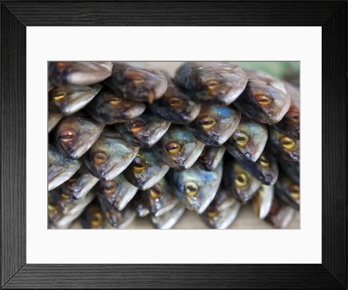 Framed Print : Fish for sale, Kyaing Tong, Golden Triangle, Myanmar, (Burma) Framed Print : Fish for sale, Kyaing Tong, Golden Triangle, Myanmar, (Burma)