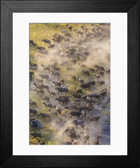 Framed Print : Aerial view herd of African Buffalos, Okavango Delta, Botswana, Africa Framed Print : Aerial view herd of African Buffalos, Okavango Delta, Botswana, Africa