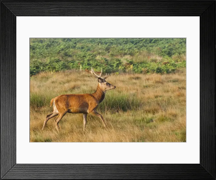Framed Print : England, London, Richmond, Richmond Park, Stag Framed Print : England, London, Richmond, Richmond Park, Stag