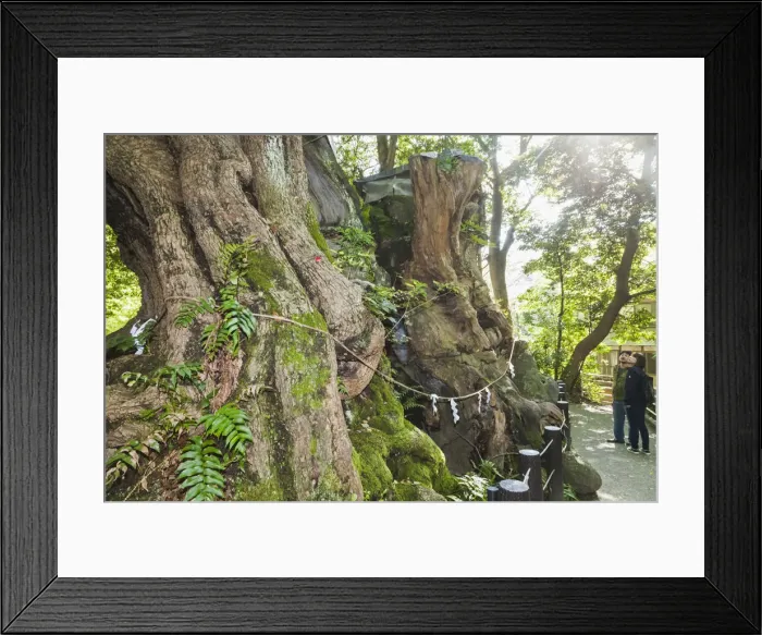 Framed Print : Japan, Honshu, Shizuoka Prefecture, Atami, Kinomiya Shrine, The 2000 year old Great Framed Print : Japan, Honshu, Shizuoka Prefecture, Atami, Kinomiya Shrine, The 2000 year old Great