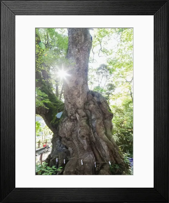 Framed Print : Japan, Honshu, Shizuoka Prefecture, Atami, Kinomiya Shrine, The 2000 year old Great Framed Print : Japan, Honshu, Shizuoka Prefecture, Atami, Kinomiya Shrine, The 2000 year old Great