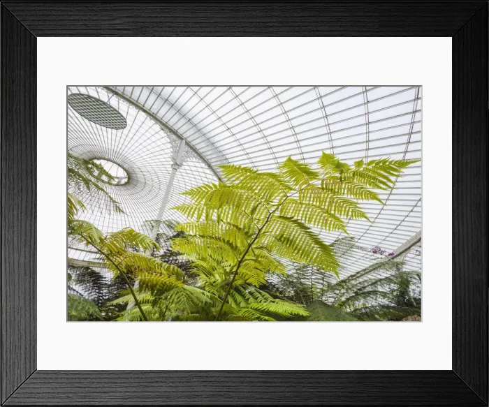 Framed Print : Scotland, Glasgow, Botanic Gardens, Kibble Palace Greenhouse Framed Print : Scotland, Glasgow, Botanic Gardens, Kibble Palace Greenhouse