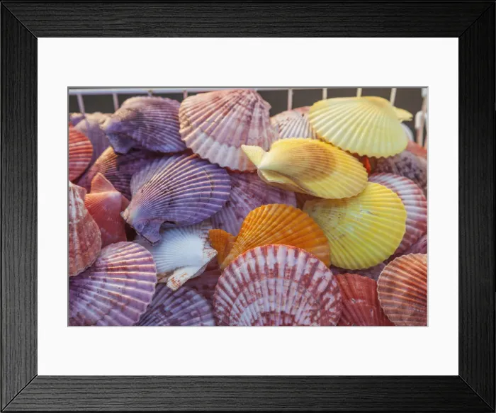 Framed Print : England, East Sussex, Brighton, Brighton Pier, Souvenir Shop Display of Seashells Framed Print : England, East Sussex, Brighton, Brighton Pier, Souvenir Shop Display of Seashells