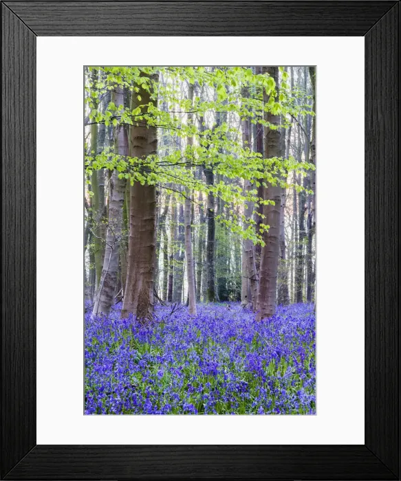 Framed Print : England, Hampshire, Bluebells Framed Print : England, Hampshire, Bluebells