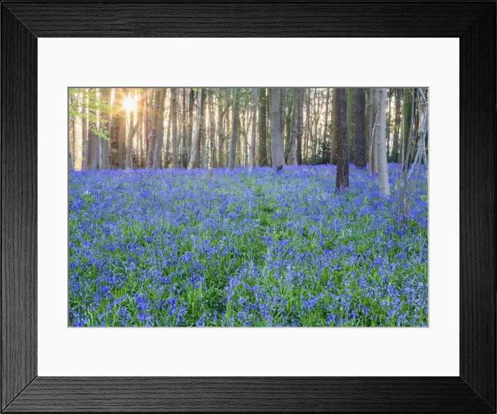 Framed Print : England, Hampshire, Bluebells