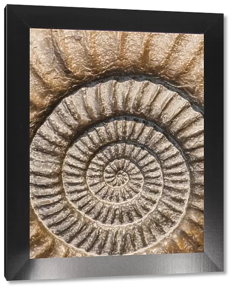 England, Dorset, Lyme Regis, Lyme Regis Museum, Ammonite