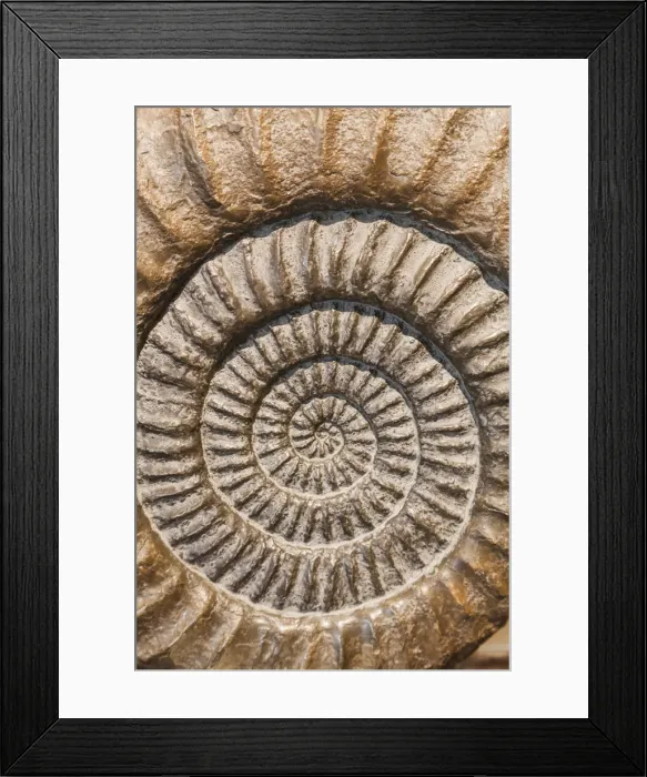 Framed Print : England, Dorset, Lyme Regis, Lyme Regis Museum, Ammonite Framed Print : England, Dorset, Lyme Regis, Lyme Regis Museum, Ammonite