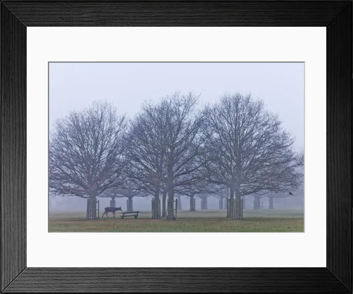 Framed Print : England, London, Surrey, Richmond Park, Deer